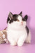 Rapunzel | Munchkin Kitten