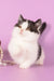 Rapunzel | Munchkin Kitten