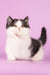 Rapunzel | Munchkin Kitten