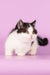 Rapunzel | Munchkin Kitten