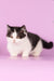 Rapunzel | Munchkin Kitten