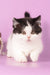 Rapunzel | Munchkin Kitten