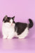 Rapunzel | Munchkin Kitten
