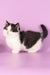 Rapunzel | Munchkin Kitten