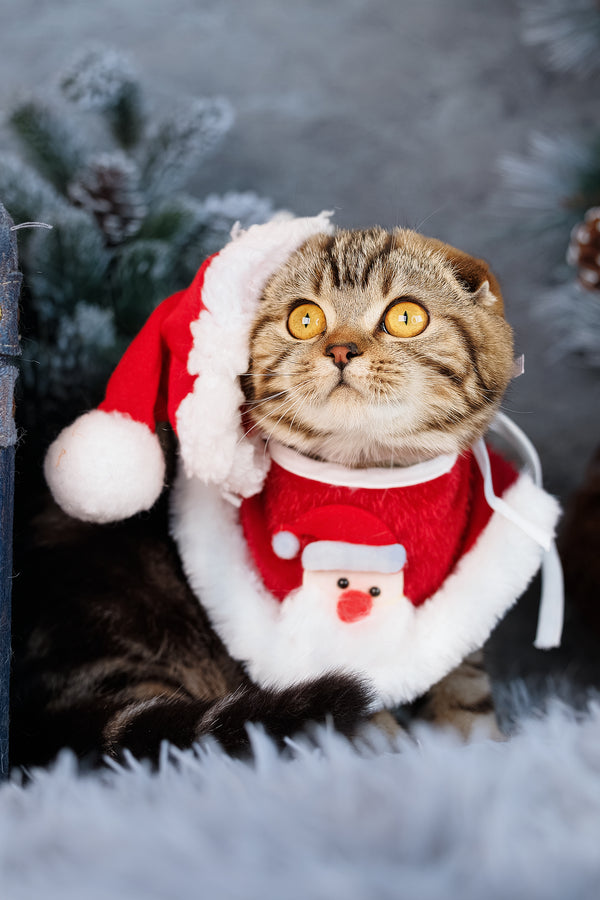 Raveline | Scottish Fold Kitten