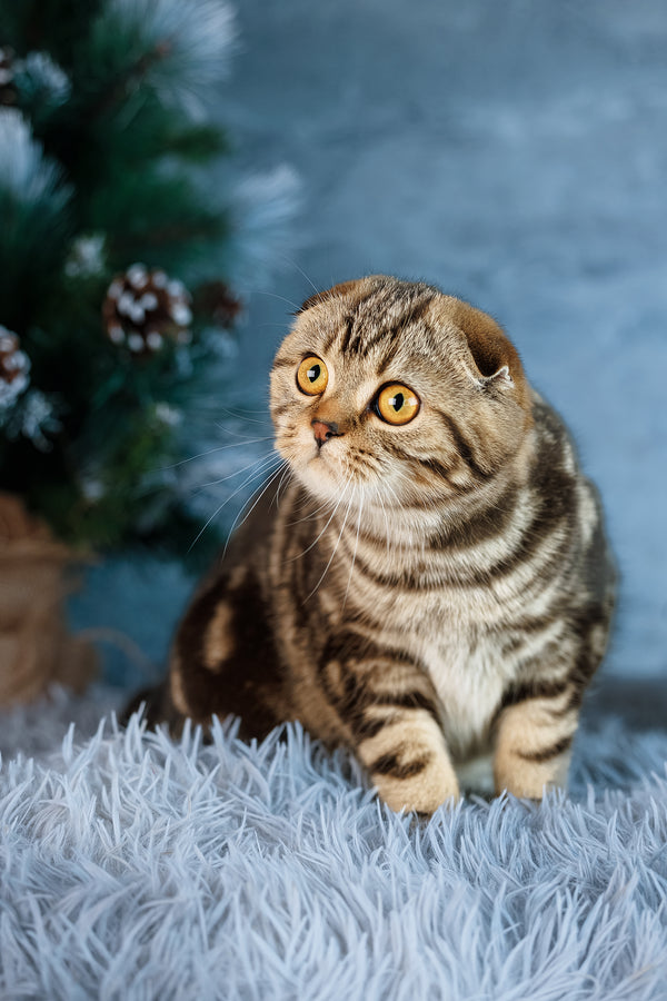 Raveline | Scottish Fold Kitten