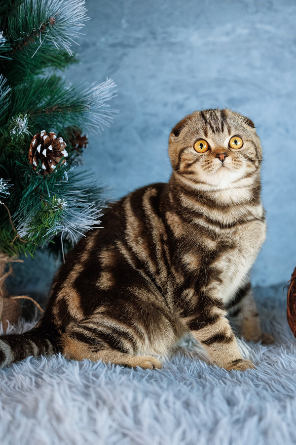 Raveline | Scottish Fold Kitten