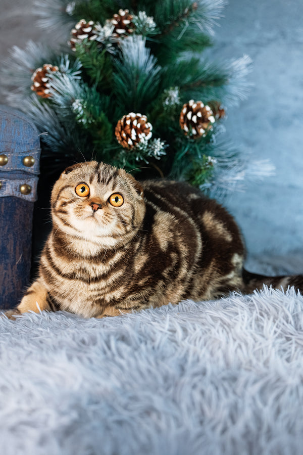 Raveline | Scottish Fold Kitten