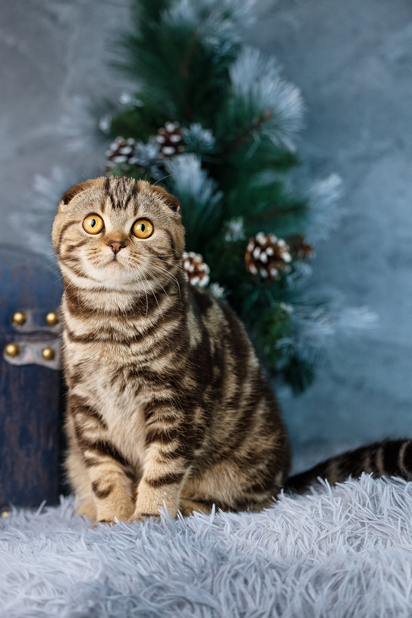 Raveline | Scottish Fold Kitten
