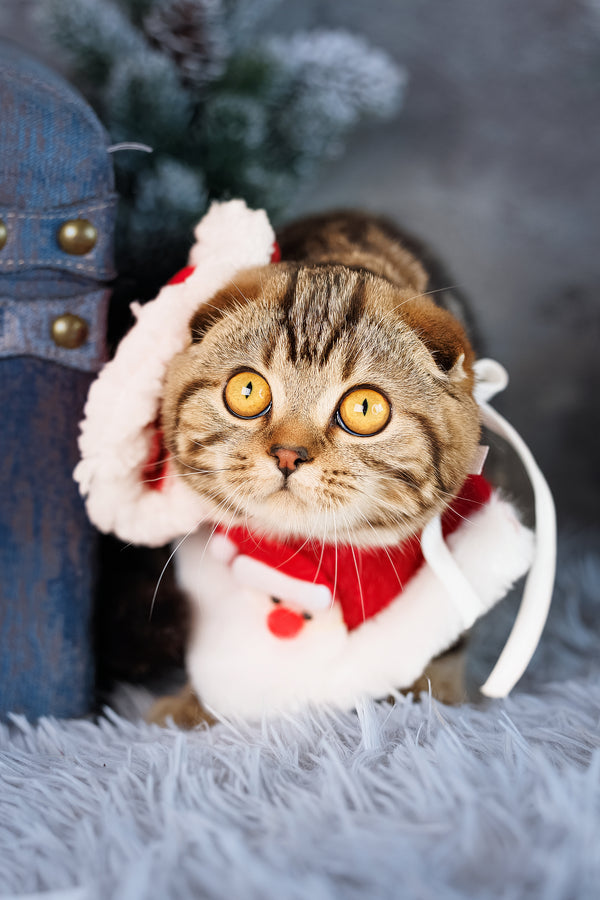 Raveline | Scottish Fold Kitten