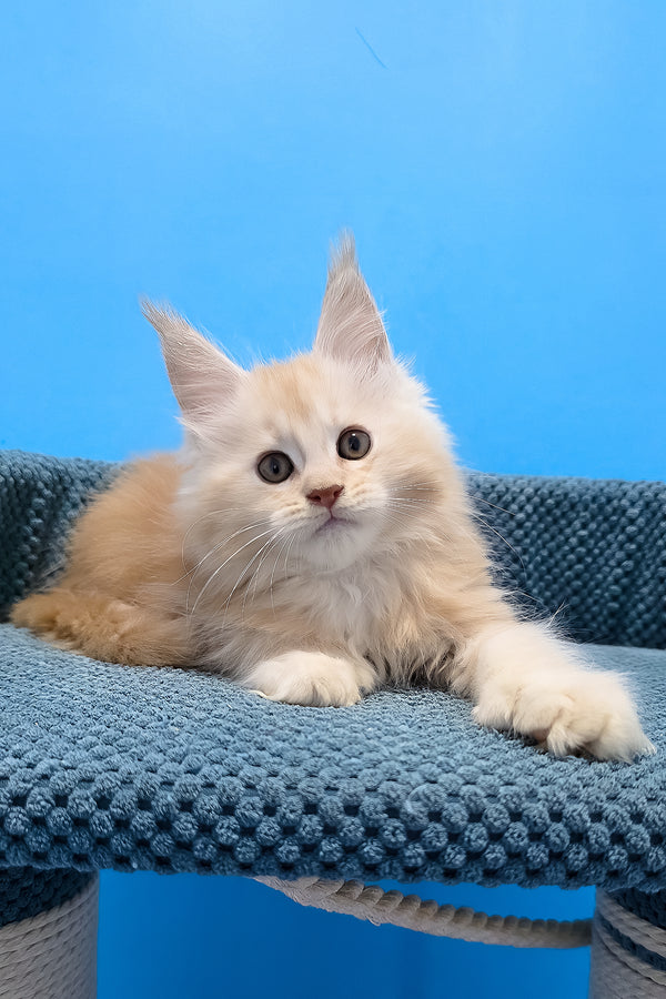 A fluffy cream-colored polydactyl maine coon kitten lounging on a textured blue knitted cat bed