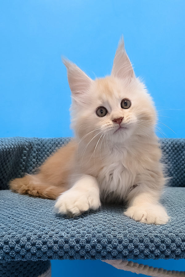 A fluffy cream-colored polydactyl maine coon kitten with long fur and pointed ears sitting on a textured blue surface