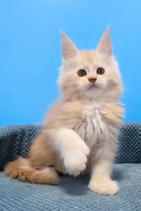 A fluffy cream-colored polydactyl maine coon kitten with long soft fur and pointed ears sitting on a blue surface