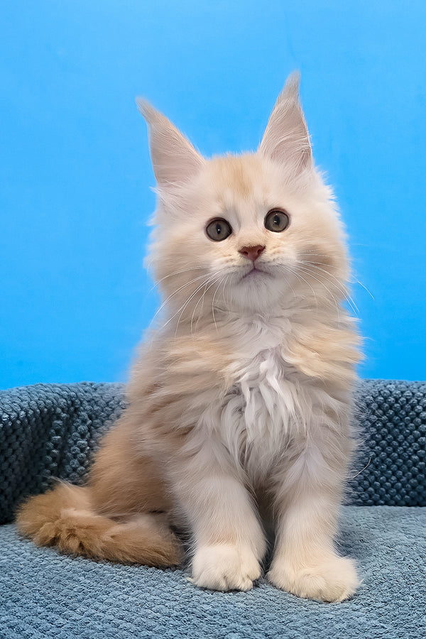 A fluffy cream-colored polydactyl maine coon kitten with long fur and pointed ears sitting against a blue background
