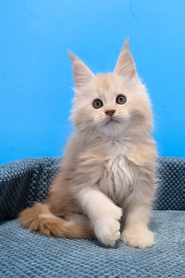 Fluffy cream-colored polydactyl maine coon kitten with soft white fur sitting on a textured blue cushion