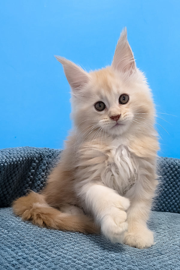 A fluffy cream-colored polydactyl maine coon kitten with long soft fur and pointed ears sitting on blue surface