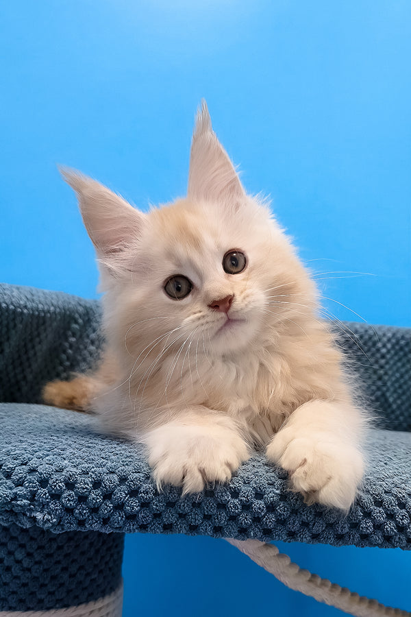 A fluffy cream-colored polydactyl maine coon kitten with pointed ears resting on a textured blue cat tree platform