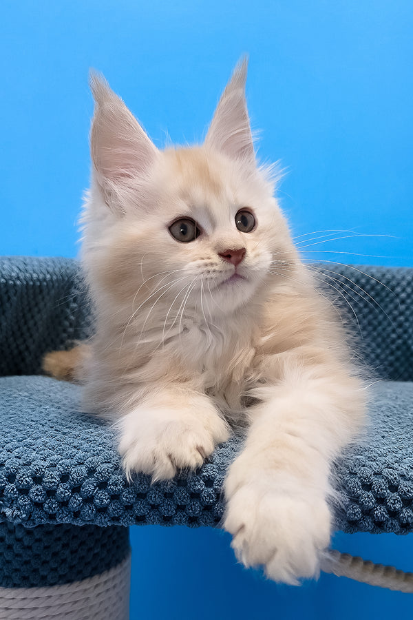 Fluffy cream-colored polydactyl maine coon kitten with long soft fur resting on a textured blue cat tree platform