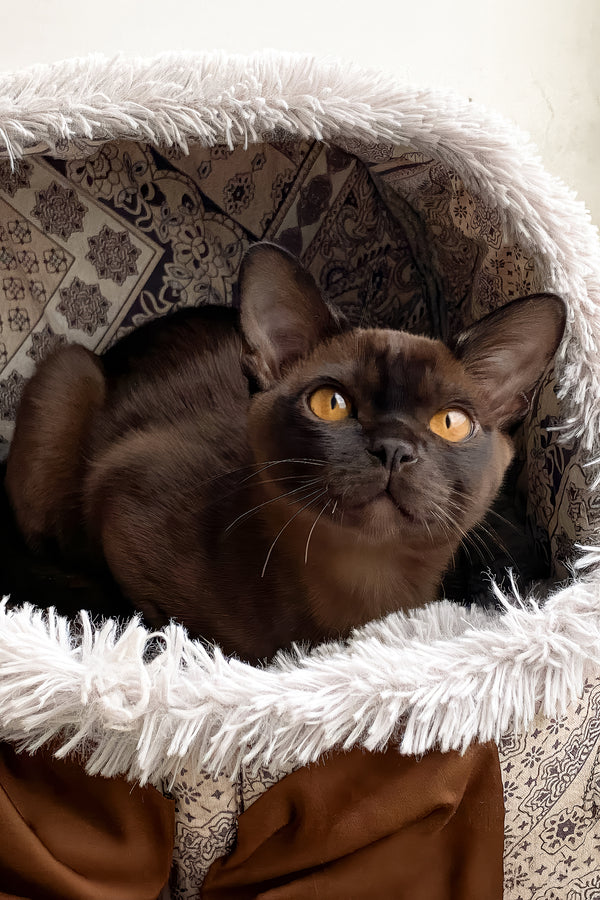 Ray | Burmese Kitten