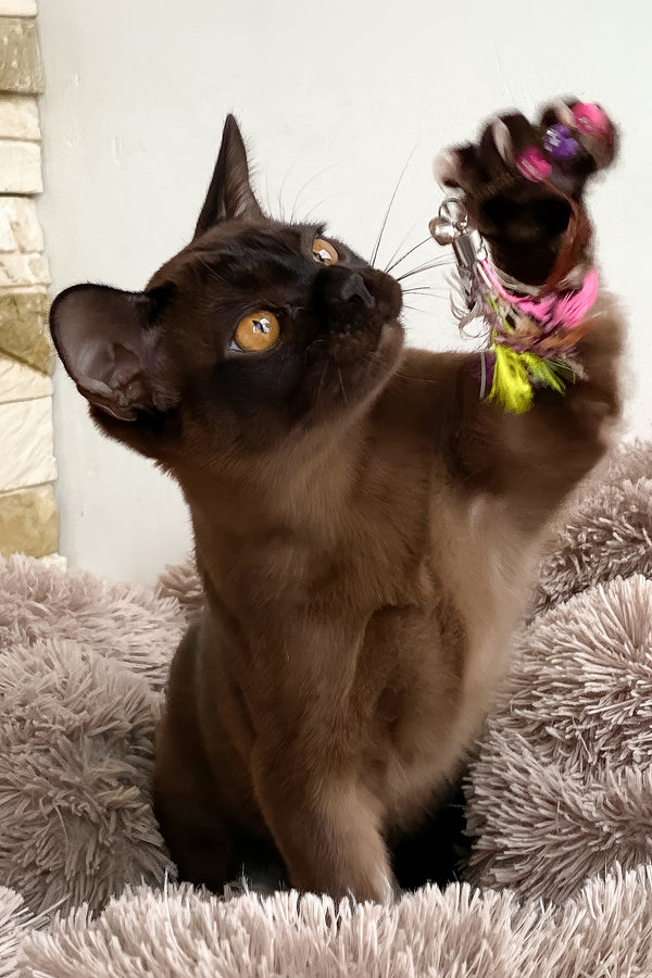 Ray | Burmese Kitten