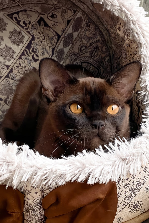 Ray | Burmese Kitten