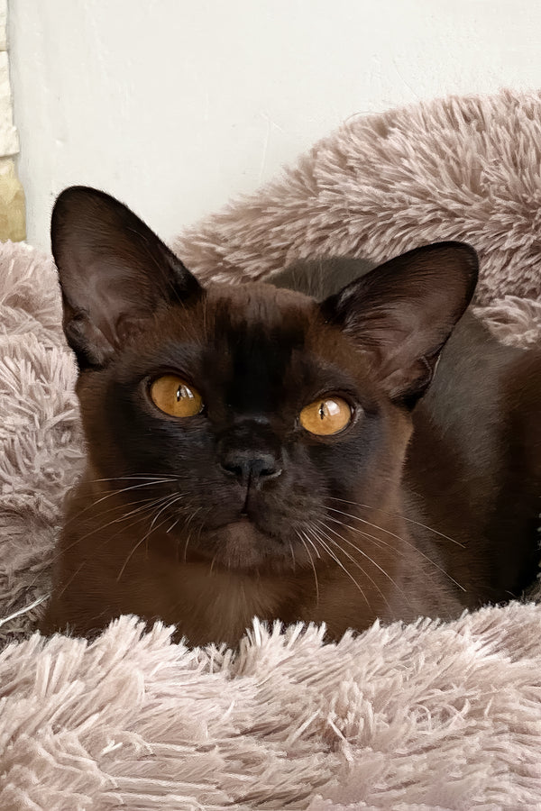 Ray | Burmese Kitten