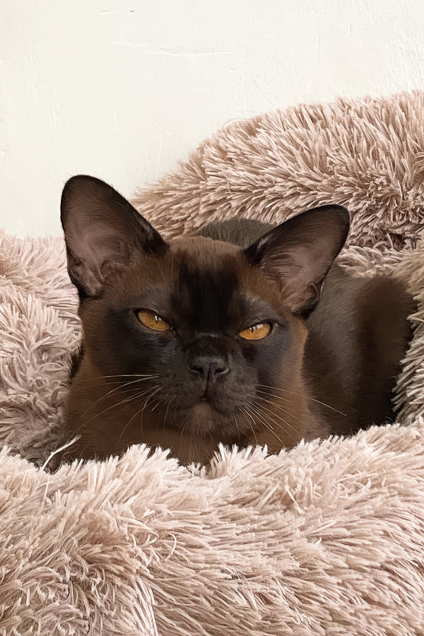 Ray | Burmese Kitten