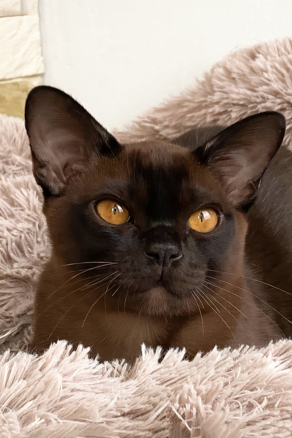 Ray | Burmese Kitten