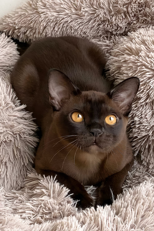 Ray | Burmese Kitten