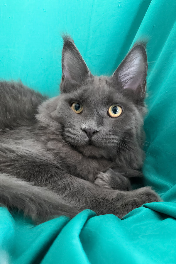 Rayanna | Maine Coon Kitten