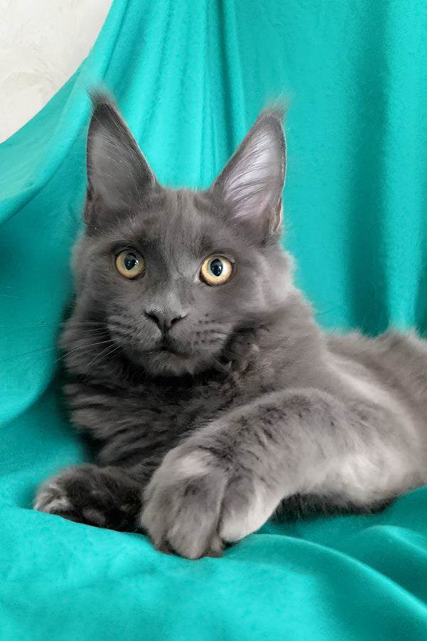 Rayanna | Maine Coon Kitten