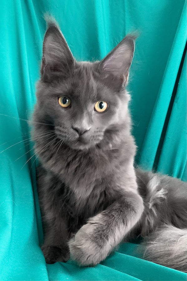 Rayanna | Maine Coon Kitten