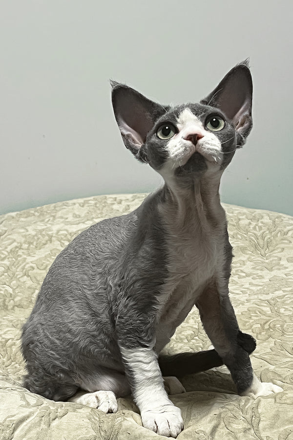 Rebecca | Devon Rex Kitten