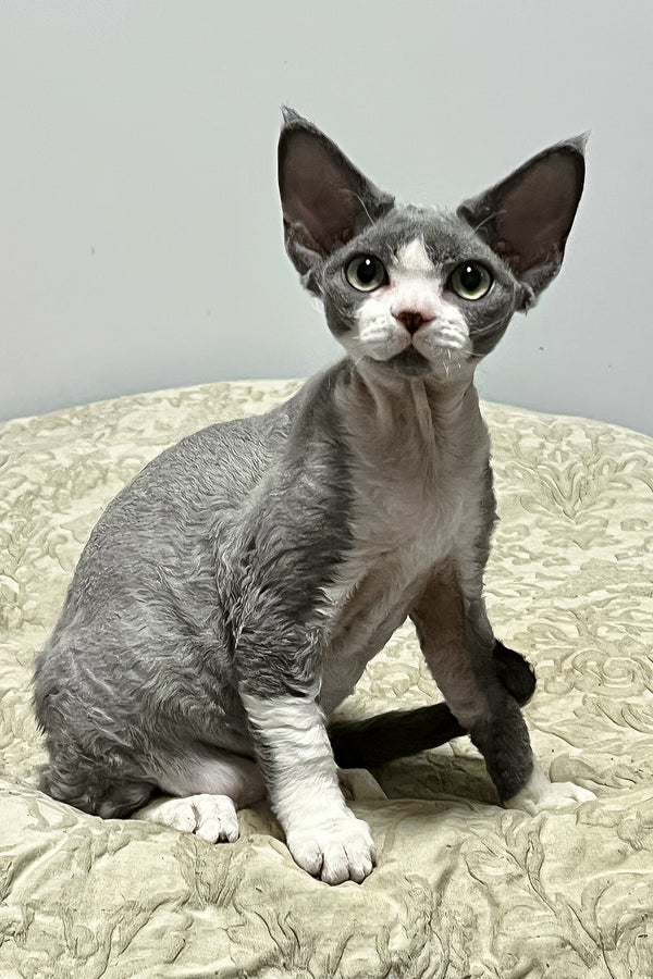 Rebecca | Devon Rex Kitten