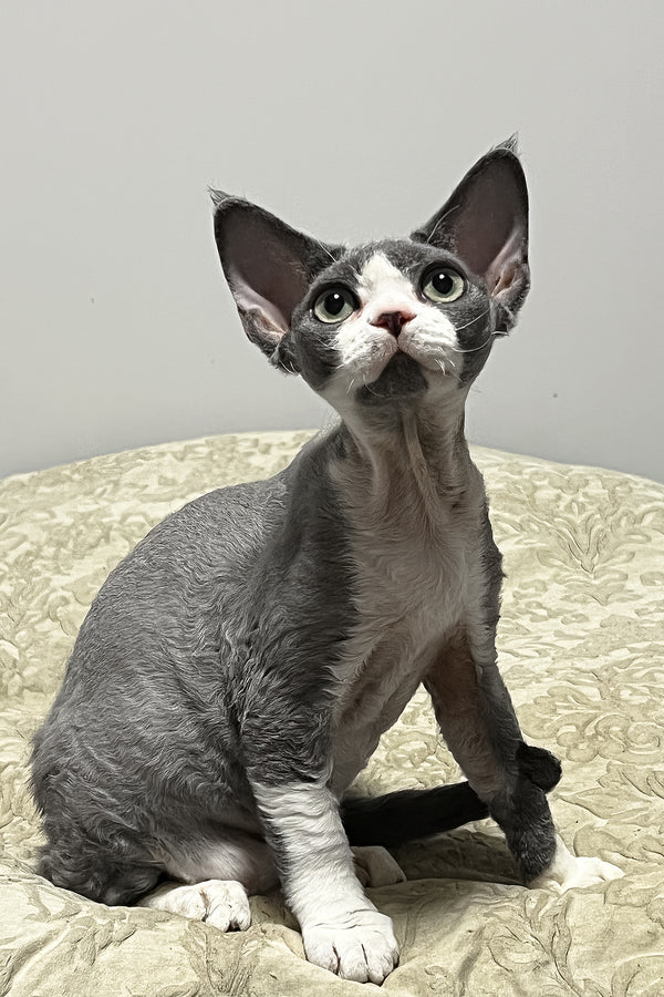 Rebecca | Devon Rex Kitten