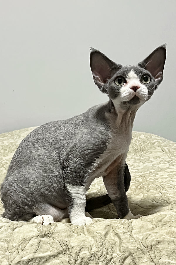 Rebecca | Devon Rex Kitten