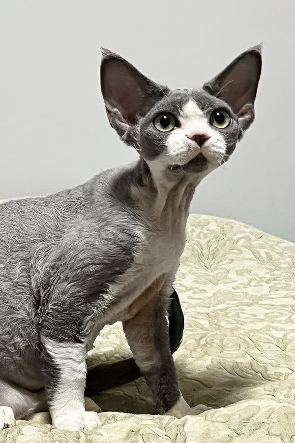 Rebecca | Devon Rex Kitten