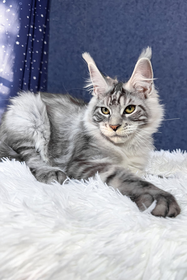 Regis | Maine Coon Kitten