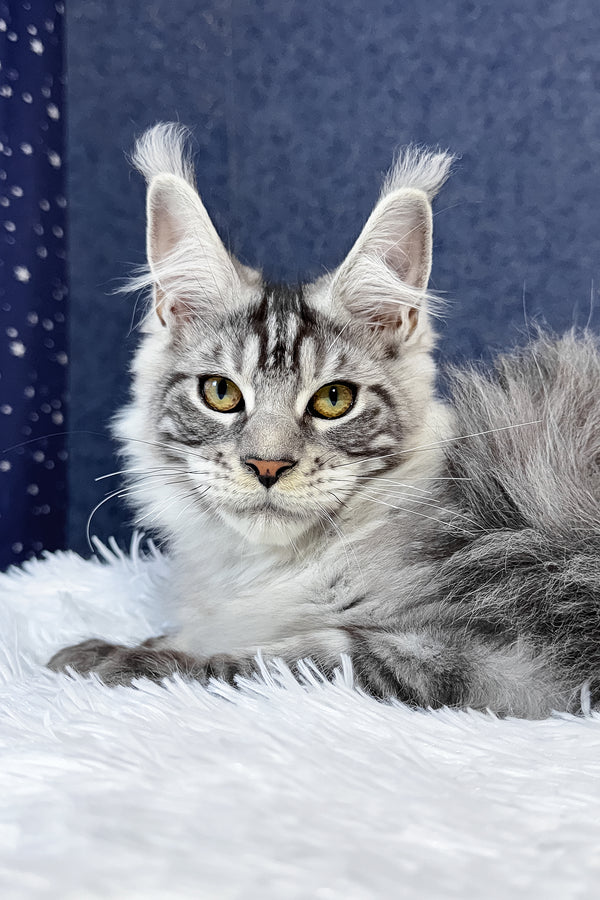 Regis | Maine Coon Kitten