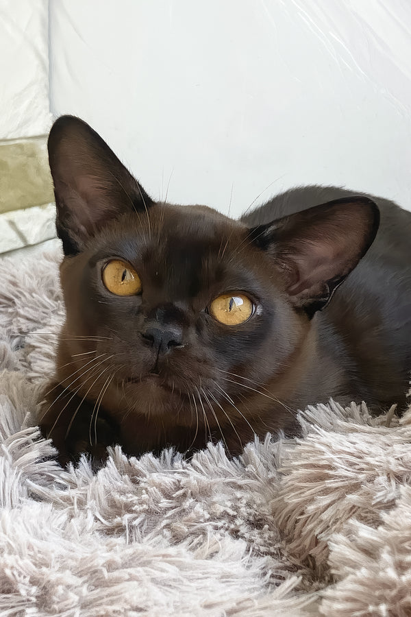 Relaks | European Burmese Kitten