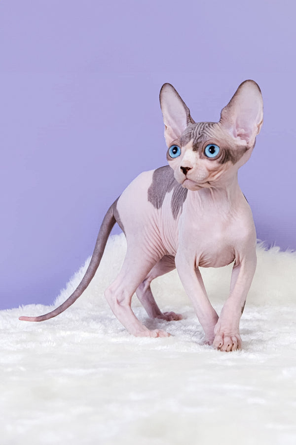 Renata | Canadian Sphynx Kitten