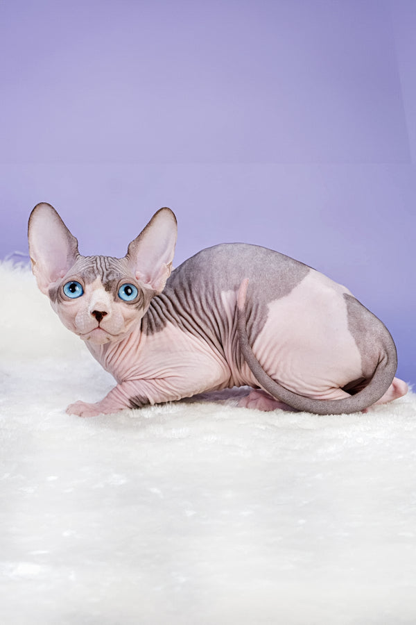 Renata | Canadian Sphynx Kitten