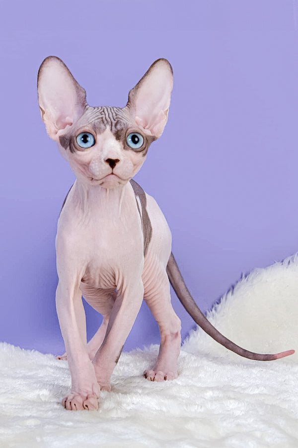Renata | Canadian Sphynx Kitten