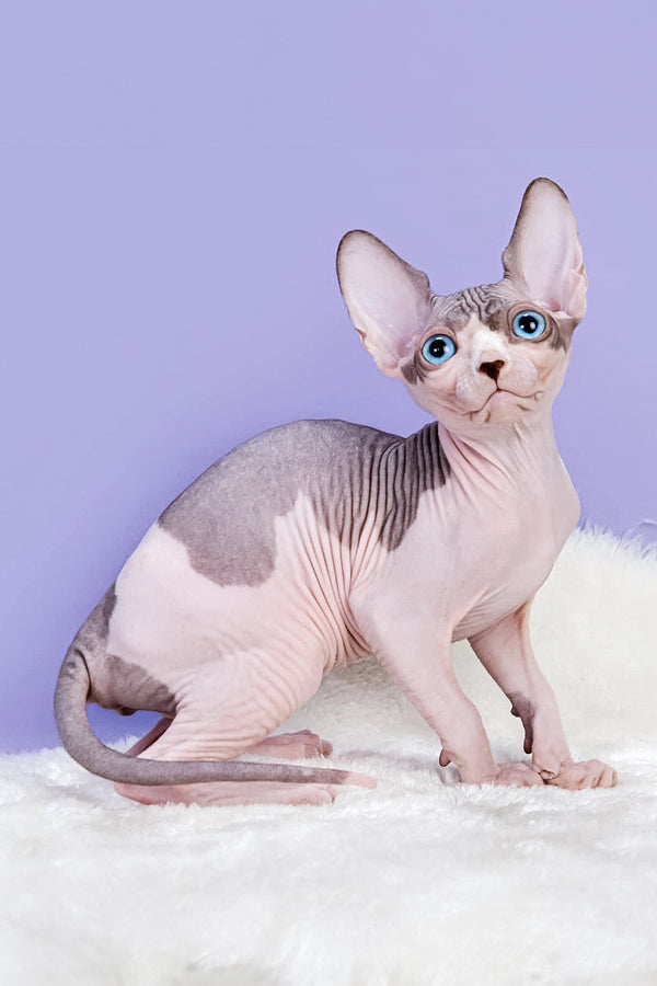 Renata | Canadian Sphynx Kitten
