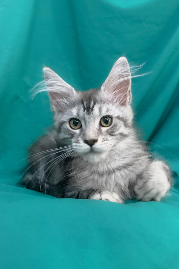 Ricardo | Maine Coon Kitten