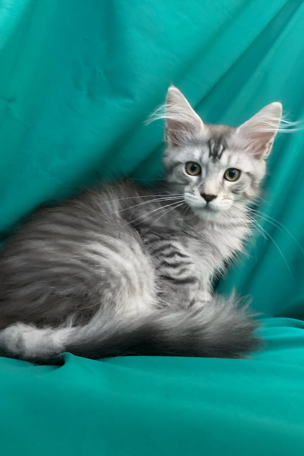 Ricardo | Maine Coon Kitten