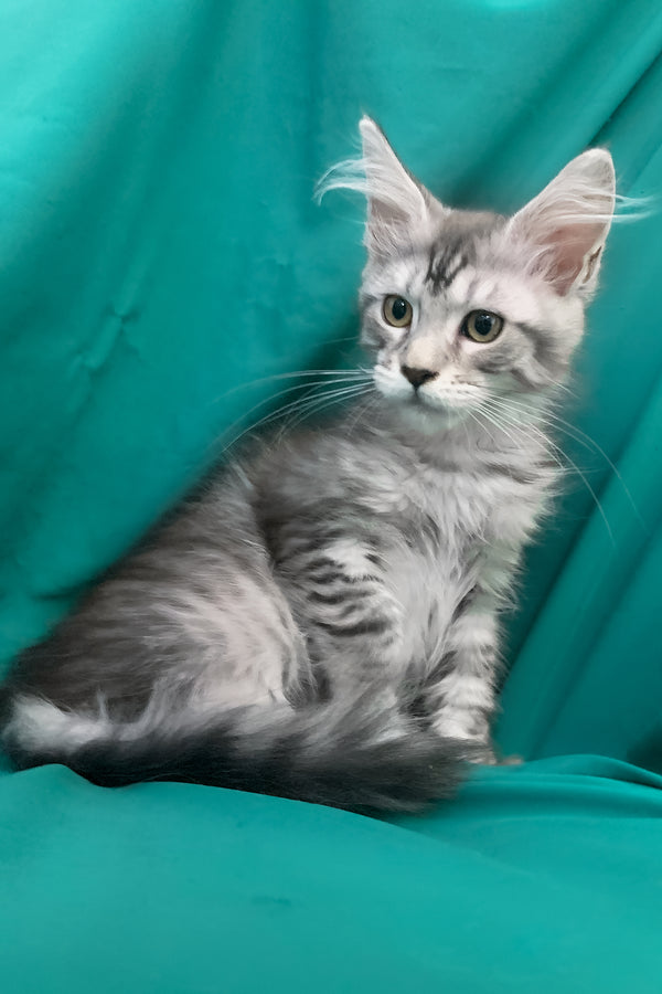 Ricardo | Maine Coon Kitten