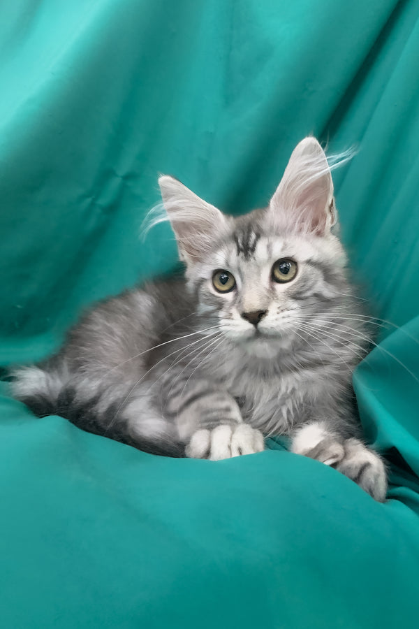 Ricardo | Maine Coon Kitten