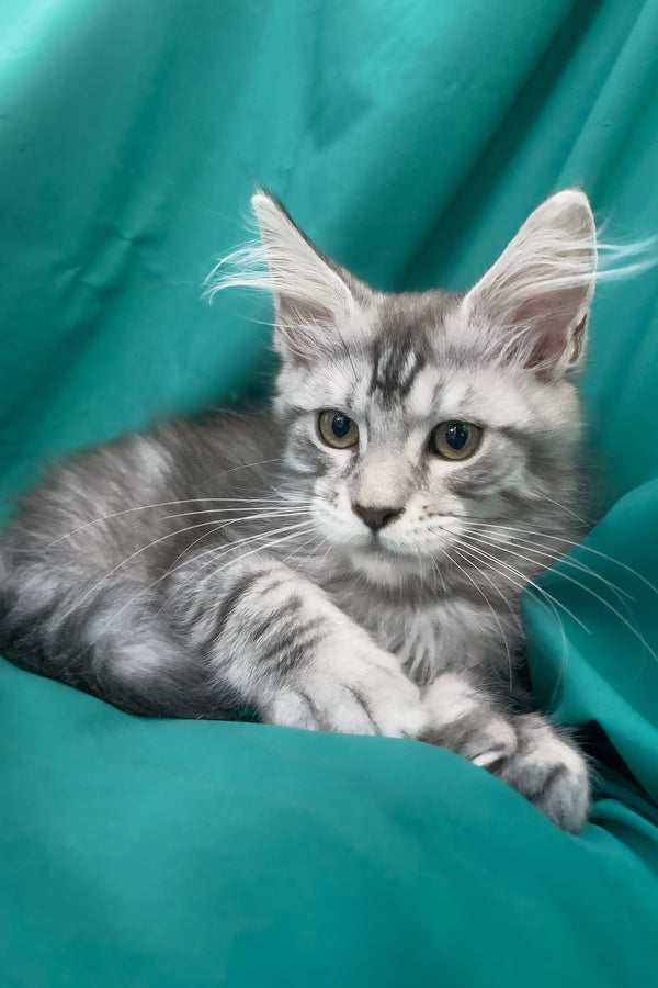 Ricardo | Maine Coon Kitten