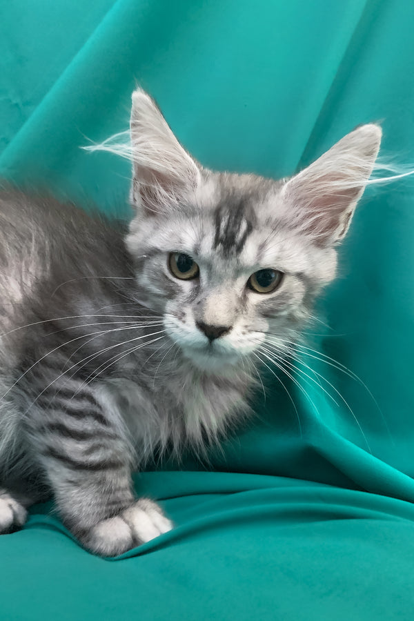 Ricardo | Maine Coon Kitten